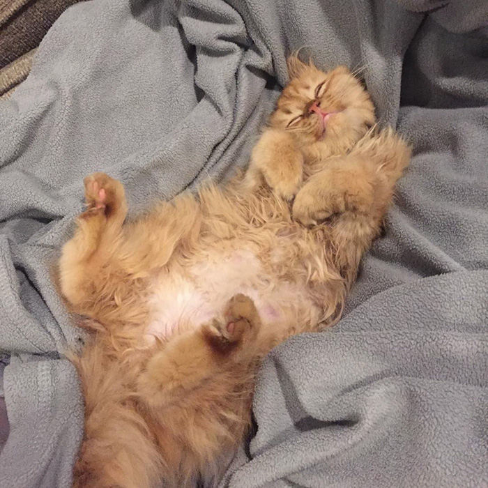 After They Brought Her Home From A Shelter, This Cat Can't Stop Smiling