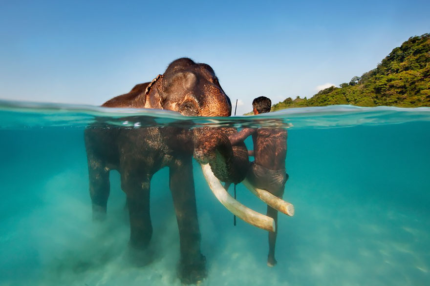 Rajan The Swimming Elephant