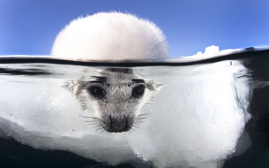 A Baby Seal Cautiously Dips Its Head In Freezing Cold Water