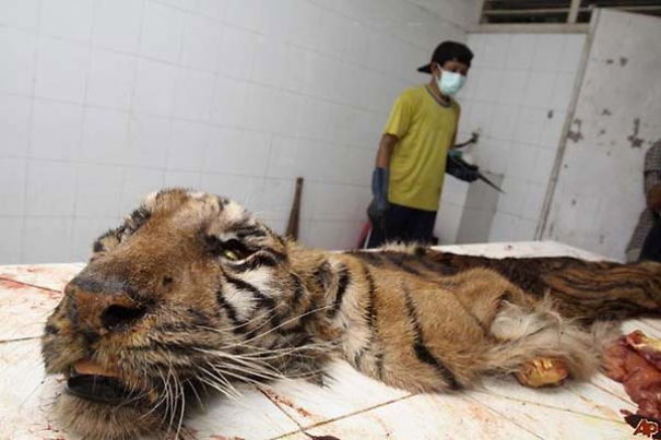 Surabaya Zoo: Animals Kept In Scandalous Conditions, Is This World Cruelest Zoo? See Photos