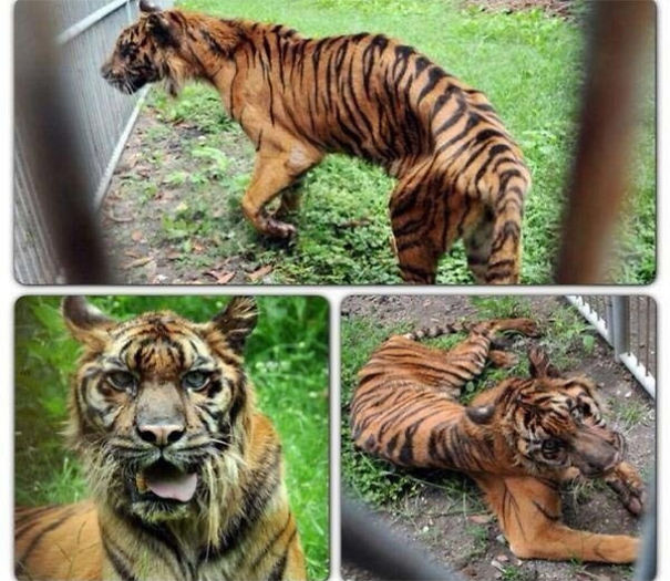 Surabaya Zoo: Animals Kept In Scandalous Conditions, Is This World Cruelest Zoo? See Photos
