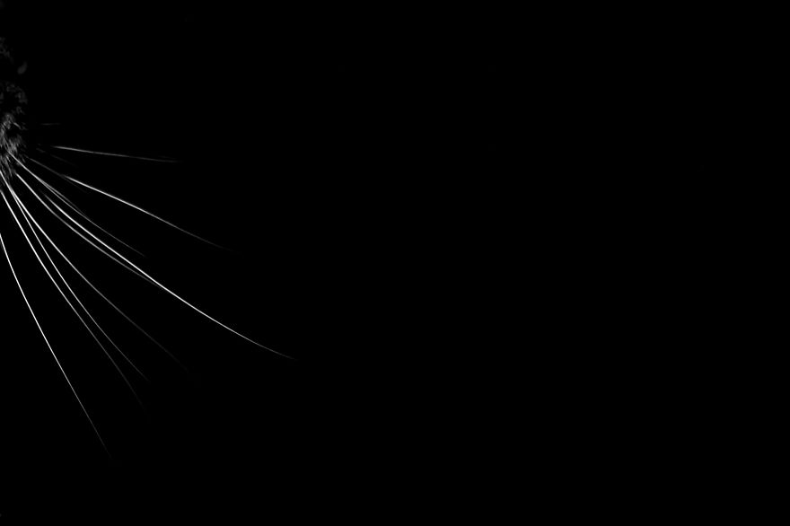 The Cat's Whiskers