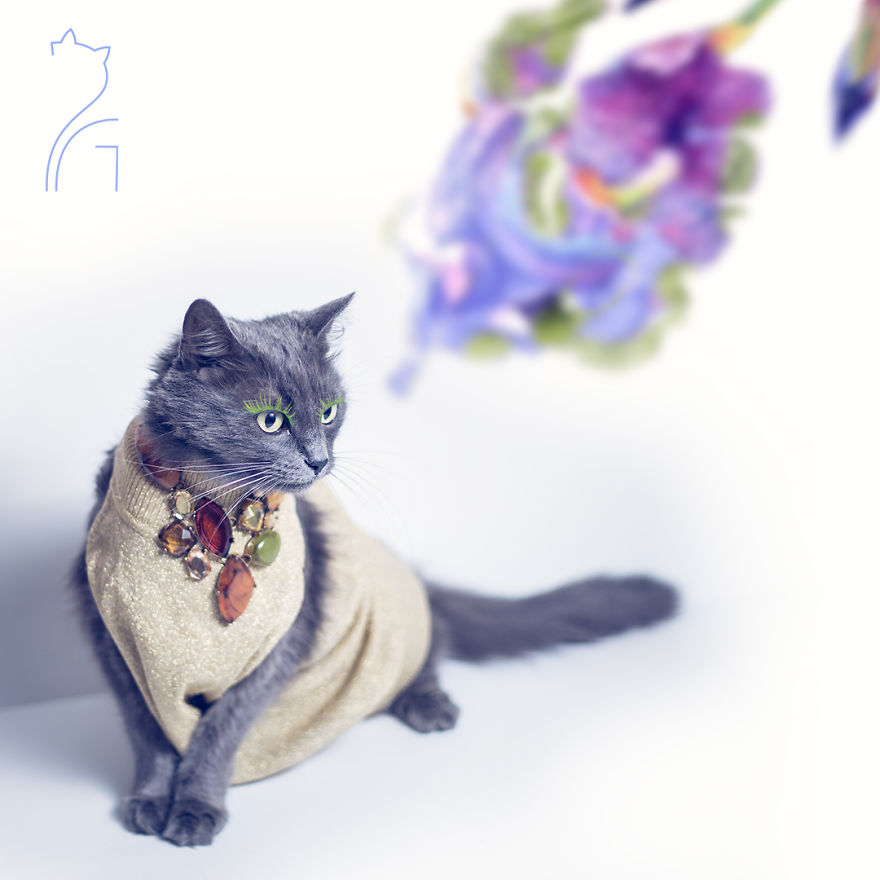 This Kitty Was Found Half Dead But Now She Lives Her Life As A Fabulous Fashionista