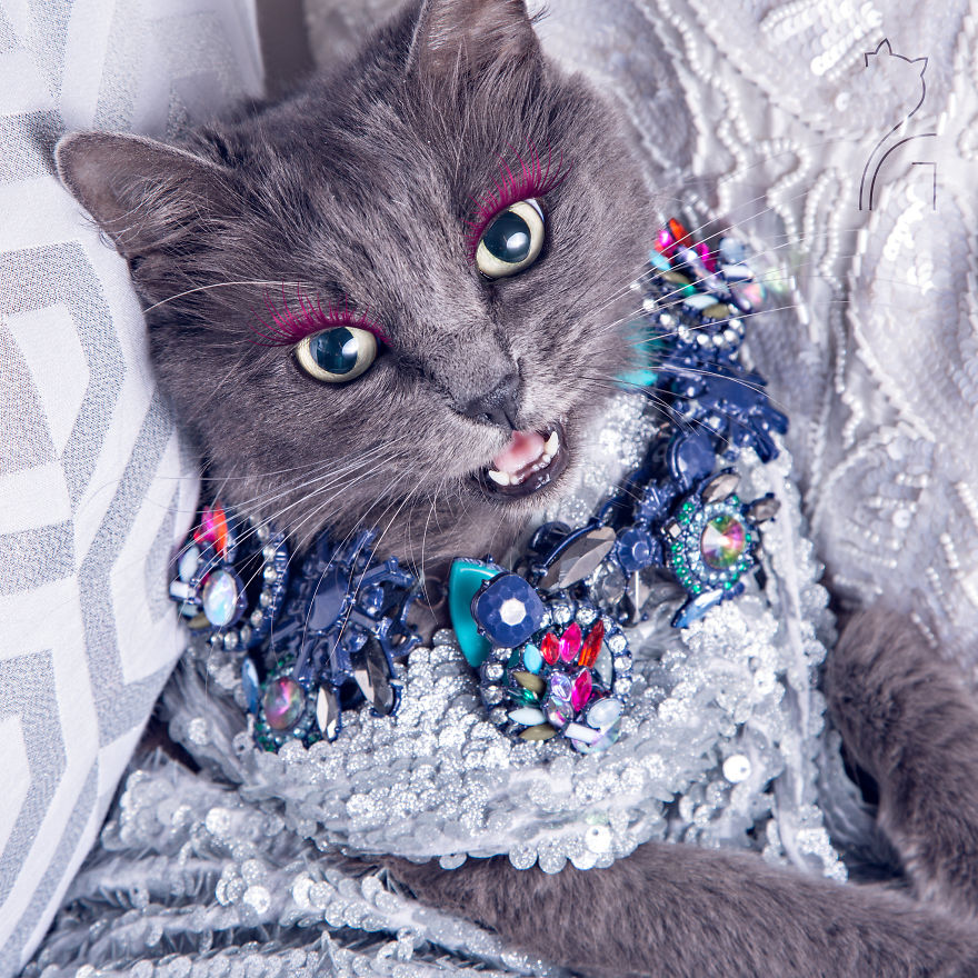 This Kitty Was Found Half Dead But Now She Lives Her Life As A Fabulous Fashionista