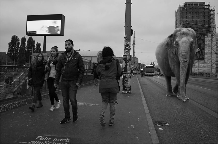 Zoo Animals Invade The Streets To Show What Tolerant Society Would Look Like