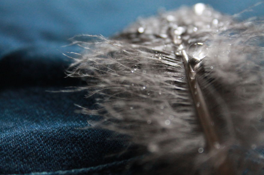 I Take Magical Photos Of Feathers And Water Drops On My Bedroom Floor