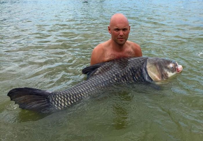 This Secret Lake In Thailand Has Got Worlds Biggest Fish In It This Secret Lake In Thailand Has Got Worlds Biggest Fish In It