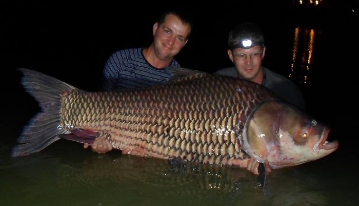This Secret Lake In Thailand Has Got Worlds Biggest Fish In It This Secret Lake In Thailand Has Got Worlds Biggest Fish In It
