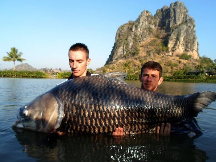 This Secret Lake In Thailand Has Got Worlds Biggest Fish In It This Secret Lake In Thailand Has Got Worlds Biggest Fish In It