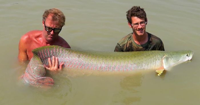 This Secret Lake In Thailand Has Got Worlds Biggest Fish In It This Secret Lake In Thailand Has Got Worlds Biggest Fish In It