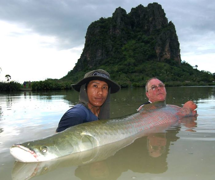 This Secret Lake In Thailand Has Got Worlds Biggest Fish In It This Secret Lake In Thailand Has Got Worlds Biggest Fish In It