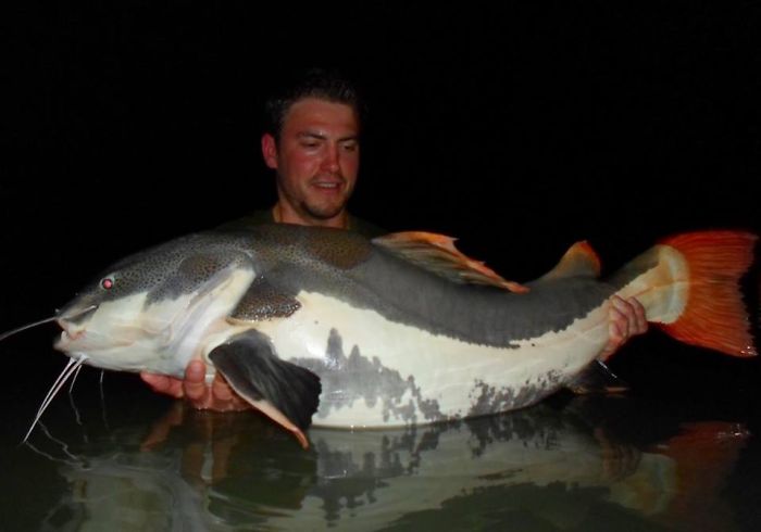 This Secret Lake In Thailand Has Got Worlds Biggest Fish In It This Secret Lake In Thailand Has Got Worlds Biggest Fish In It