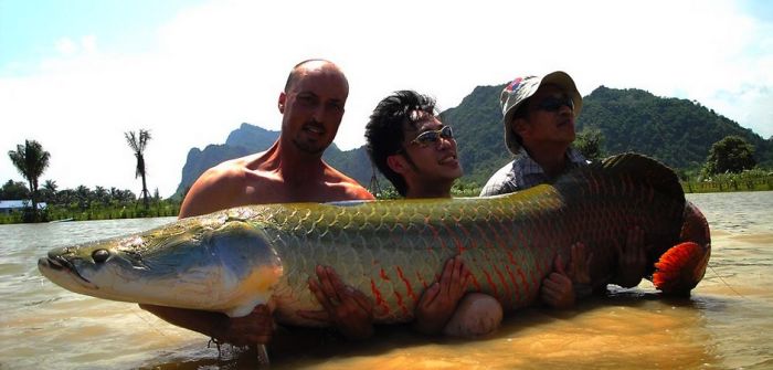 This Secret Lake In Thailand Has Got Worlds Biggest Fish In It This Secret Lake In Thailand Has Got Worlds Biggest Fish In It