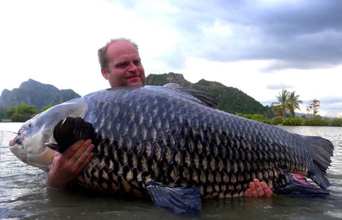 This Secret Lake In Thailand Has Got Worlds Biggest Fish In It This Secret Lake In Thailand Has Got Worlds Biggest Fish In It