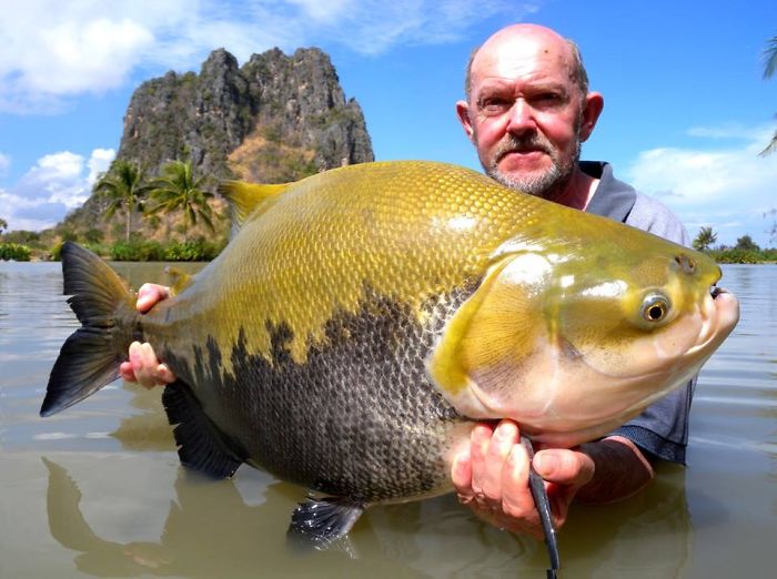 This Secret Lake In Thailand Has Got Worlds Biggest Fish In It This Secret Lake In Thailand Has Got Worlds Biggest Fish In It
