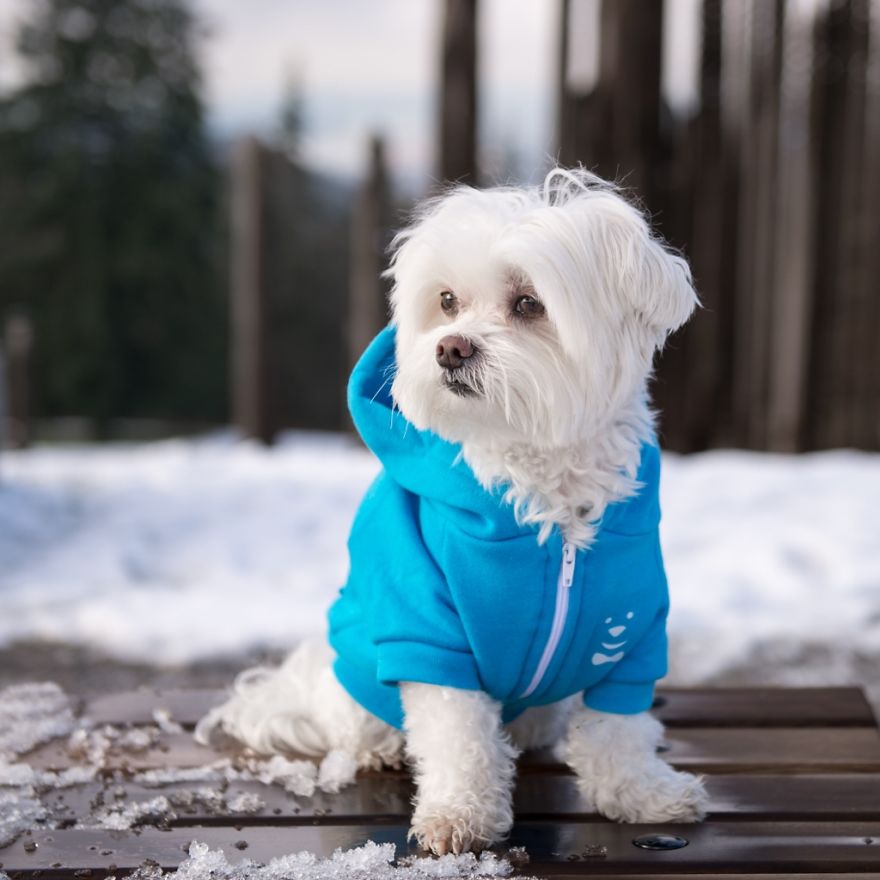 Meet Toby Littledude - Instagram's Most Adorable Hipster Pup!