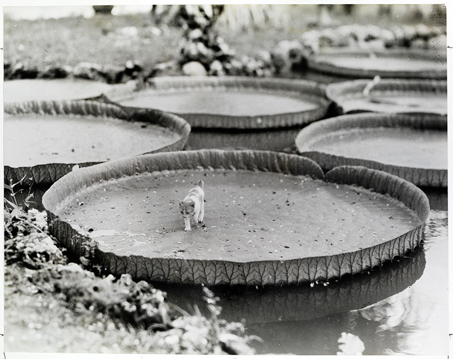 A Kitten Aboard A Floating Victoria Water Lily Pad In The Philippines, 1935