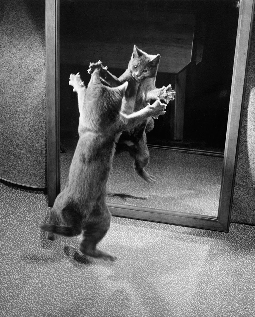 With Claws Bared, A Kitten Attacks Its Own Mirrored Reflection, 1964