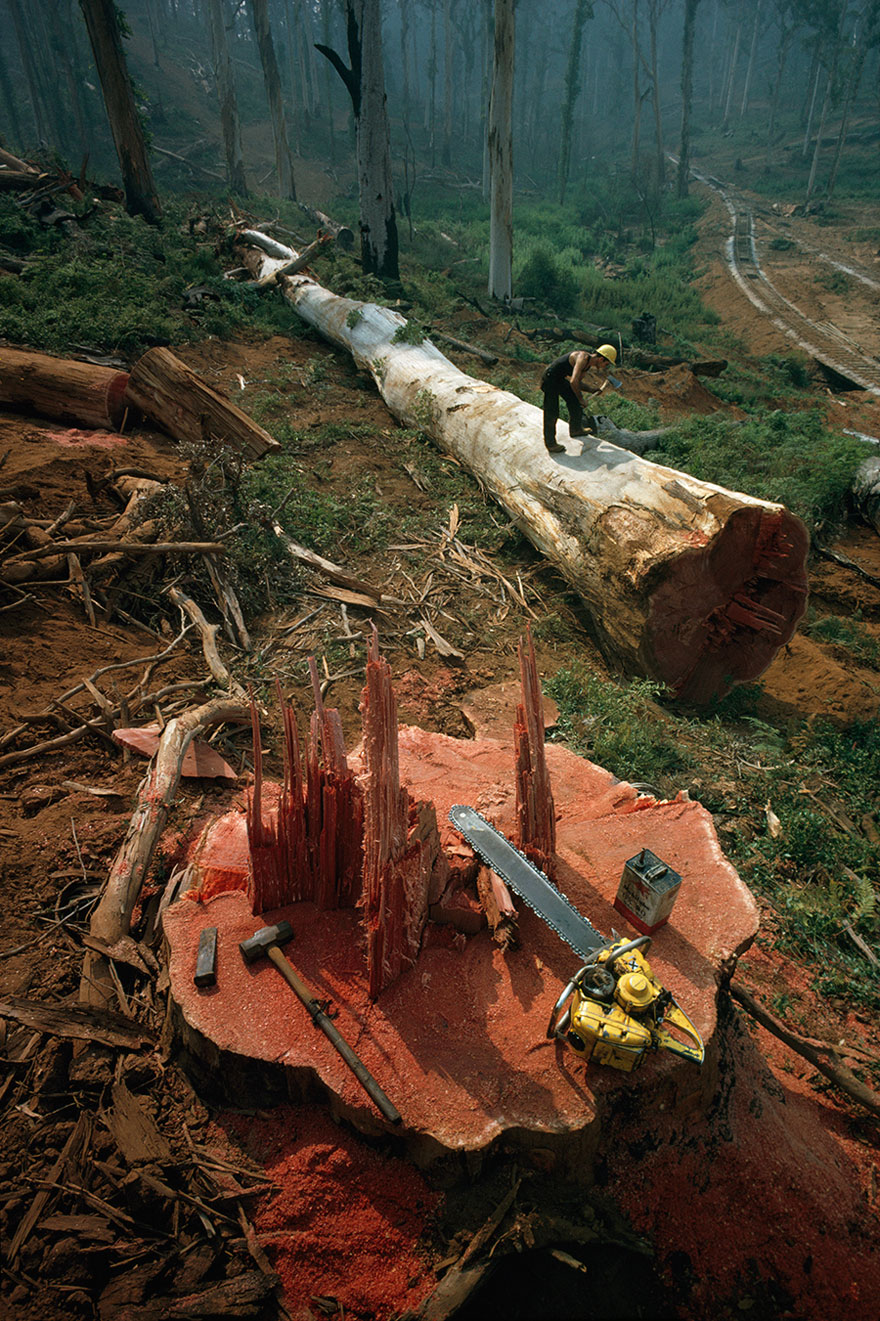 A Woodman Notches A Felled Tree’s Trunk For Sectioning In Western Australia, 1962