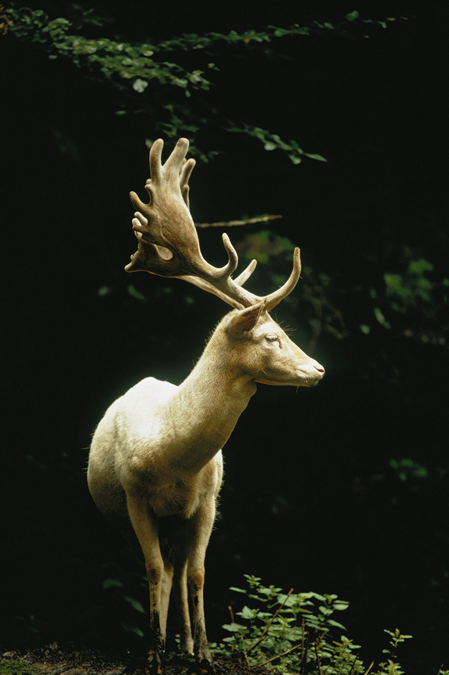 A White Fallow Stag Stands In A Forest In Switzerland, 1973