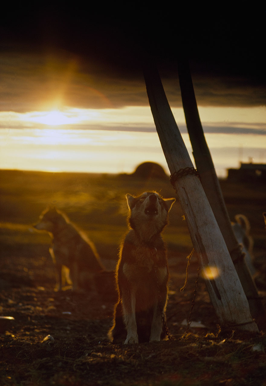 A Sled Dog, Tied To A Whale Rib, Howls Under The Midnight Sun In Alaska, 1969