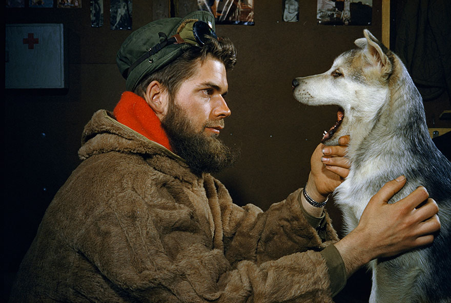 A Man Examines The Teeth Of A 10-month-old Alaskan Malamute Puppy Near The South Pole, 1957