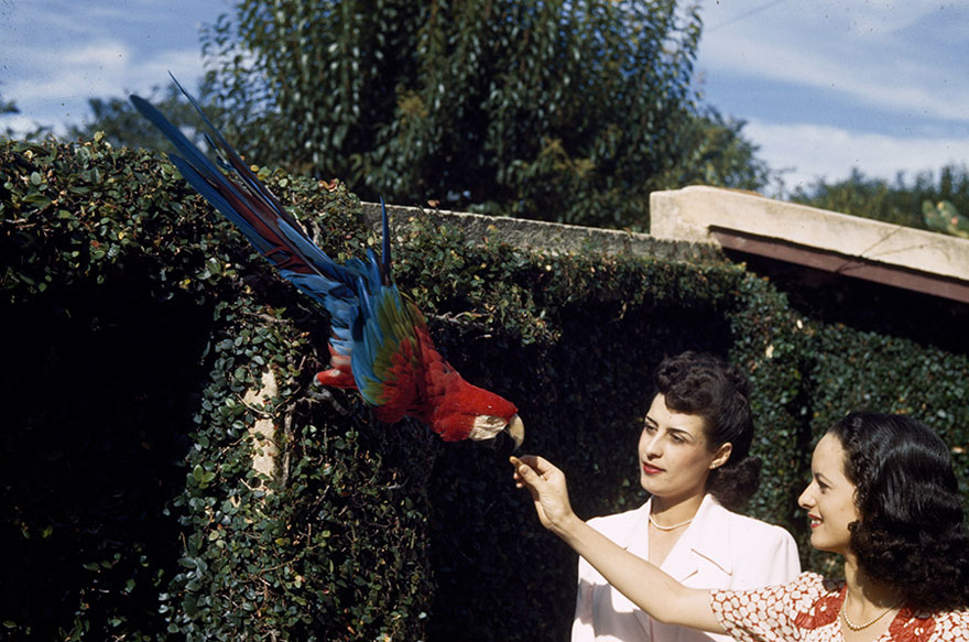Two Women Give Food To A Red And Green Macaw In A City Garden In Brazil, 1944