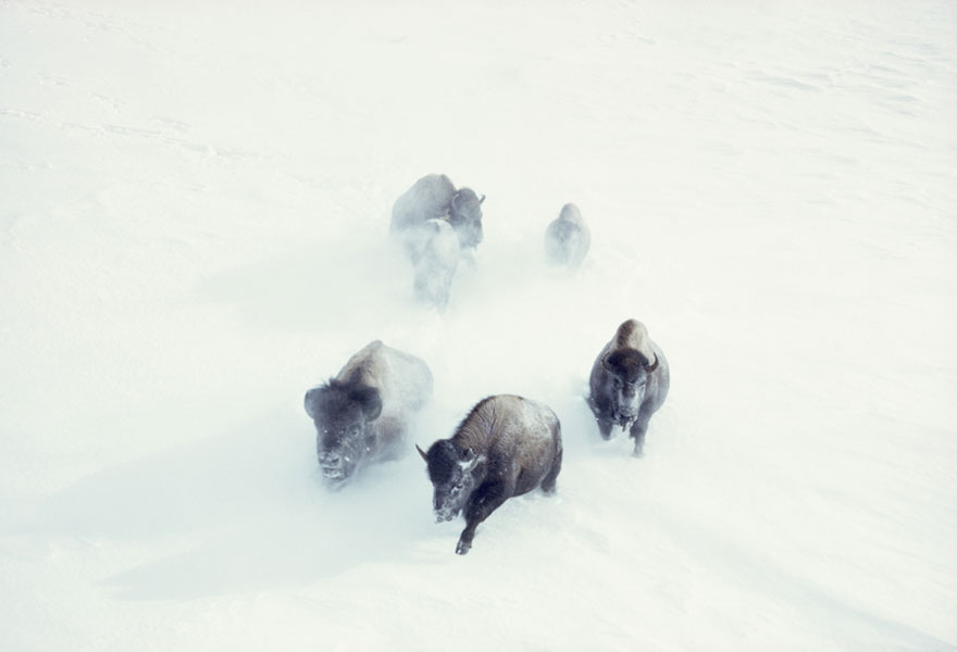 American Bison Charge Through Heavy Snow In Yellowstone National Park, November 1967