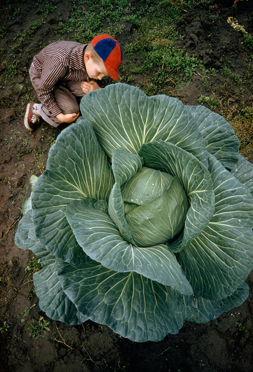 A Little Boy Is Dwarfed By A Supersized Cabbage In Matanuska Valley, Alaska, July 1959