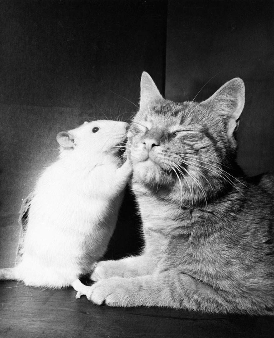 Cat And White Rat Abide In Peace. When Different Species Grow Up Together, They Often Lose Their Enmity, April 1964