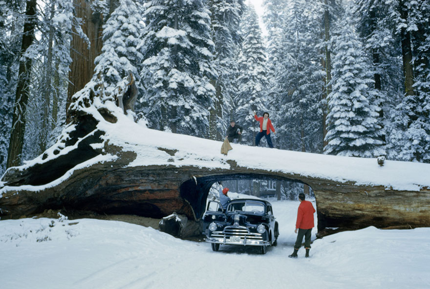 Tourists Explore Massive Dead Tree With Tunnel Cut Out For A Road In Sequoia National Forest, May 1951