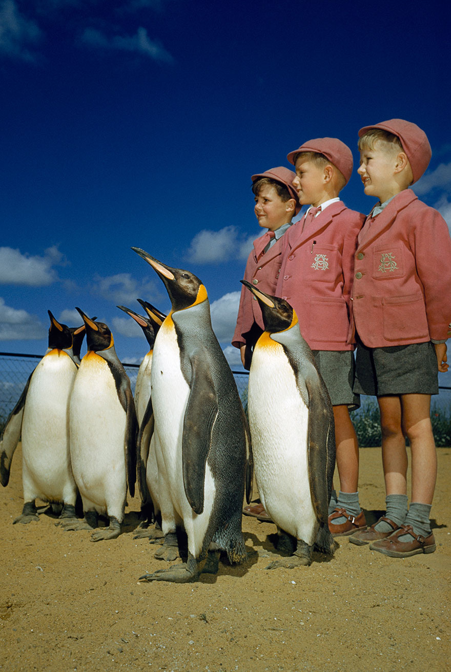 Boys Dressed Up In School Uniforms Pose With King Penguins At The London Zoo, 1953