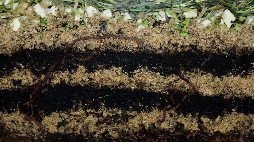 We Made A 20 Days Time-lapse Video Of Worms Making Compost