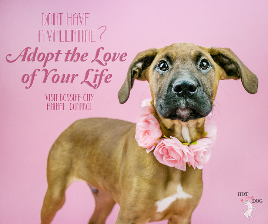 We Took Valentine's Day Photos Of Shelter Dogs To Help Them Find Forever Homes.