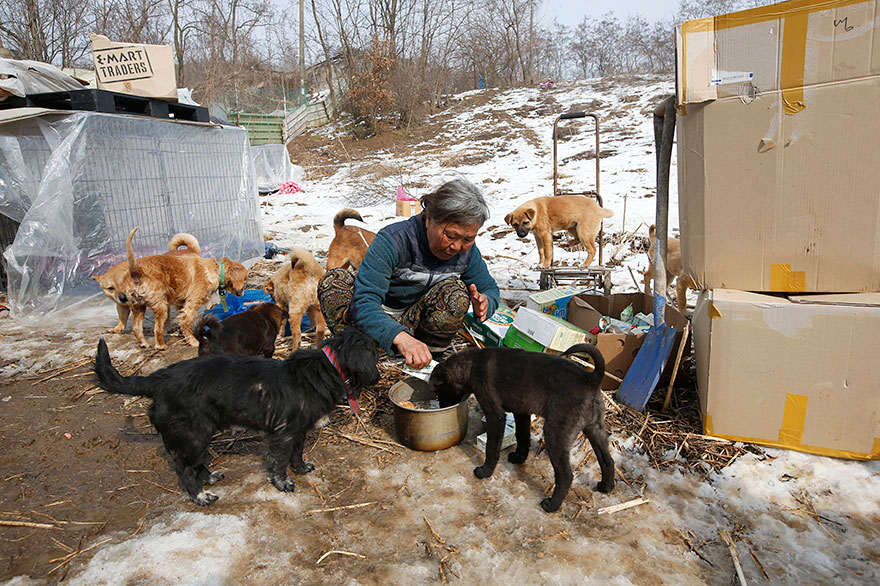 woman-saves-200-dogs-rescue-jung-myoung-sook-south-korea-3