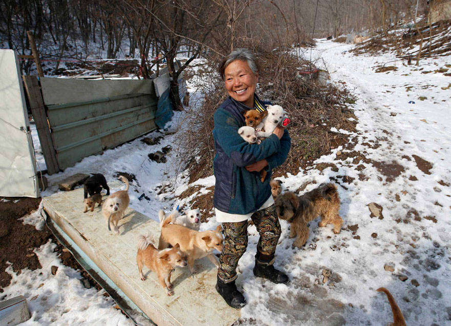 This South Korean Woman Is Raising 200 Dogs She Rescued From Being Killed