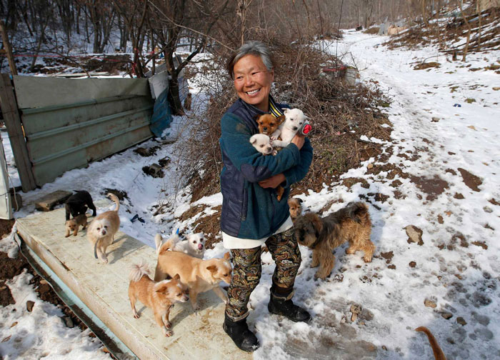 This South Korean Woman Is Raising 200 Dogs She Rescued From Being Killed