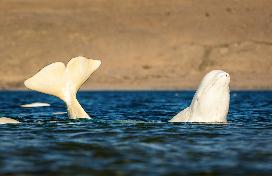 A Beluga Whale Banana's Itself While Rubbing Its Skin On The Rocks