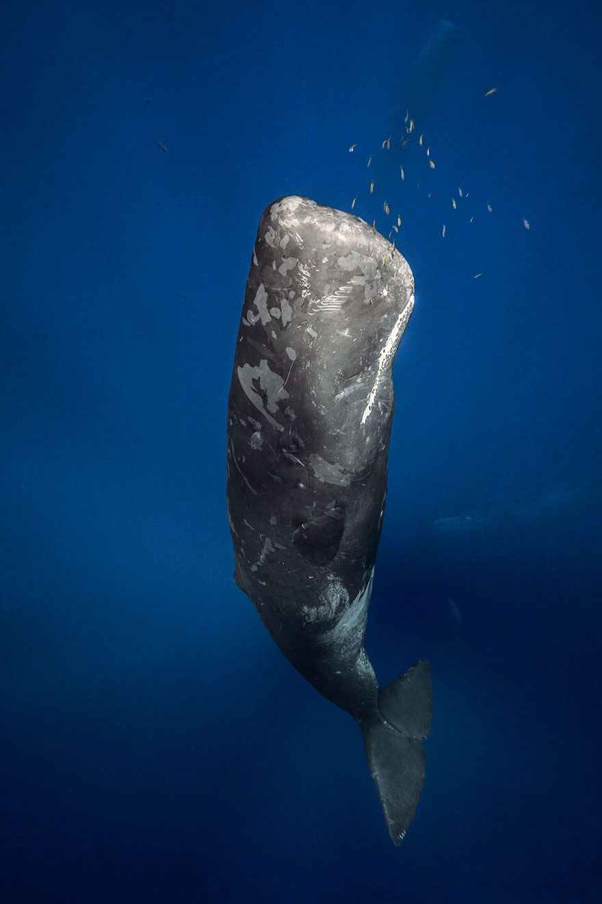 Sperm Whale Near Mauritius Island Coast