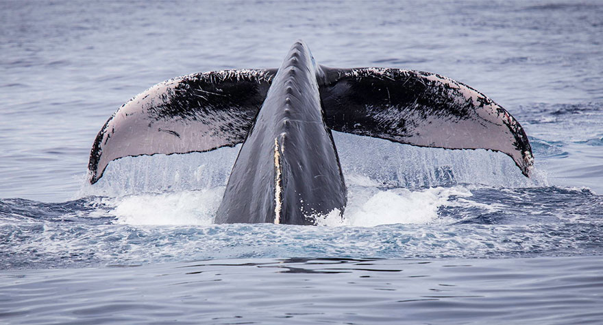 Humpback Whale Near Maui