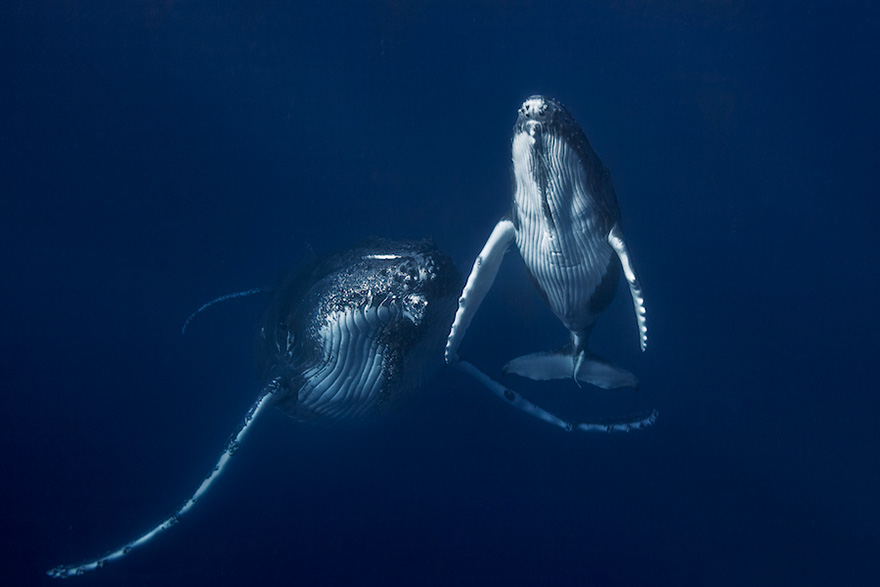 Whale Mother And Calf Pair