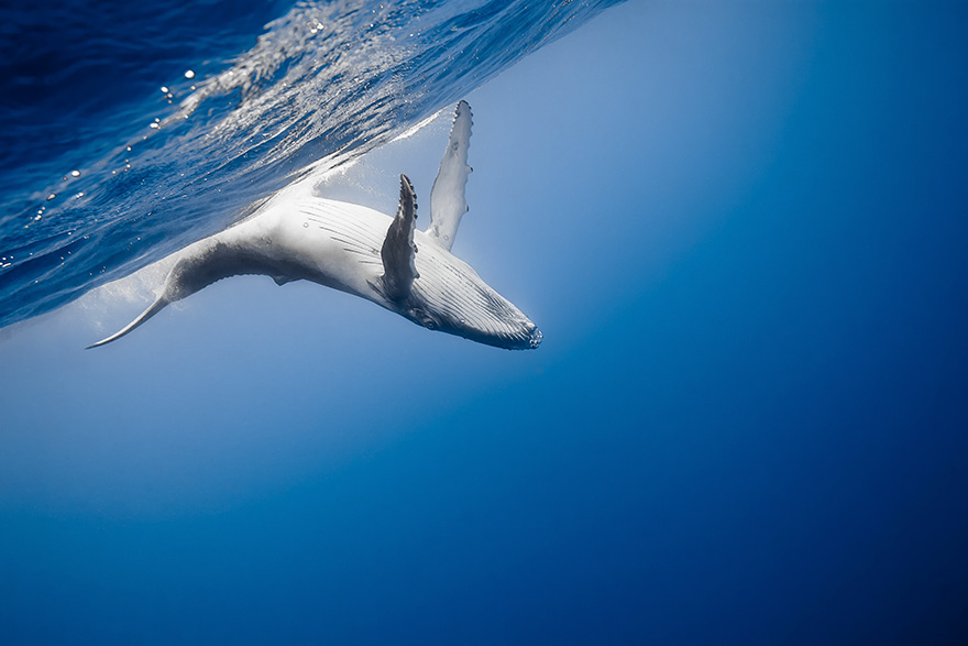 A Humpback Whale Calf Swims In The Waters Of Tonga’s Vava’u Islands
