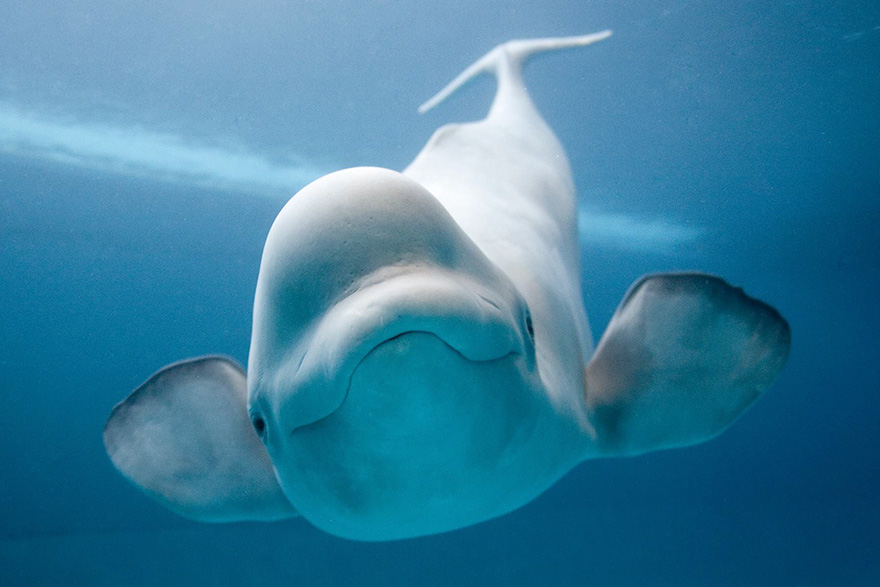 A Curious Beluga Whale