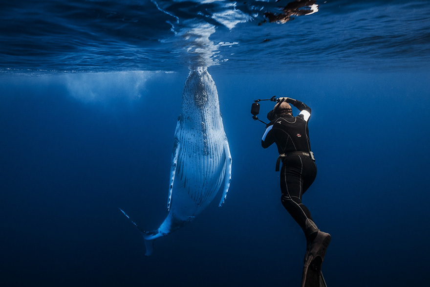 Humpback Whale With Underwater Photographer