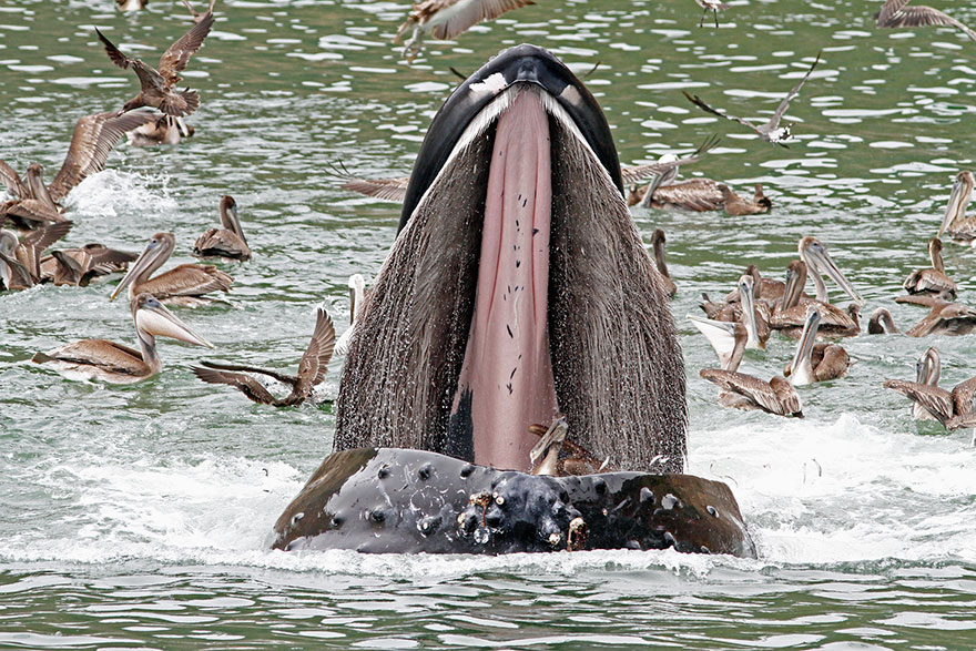 Partial Sequence Of A Brown Pelican Mistakenly Ingested, Getting Free Of A Humpback Whale's Maw
