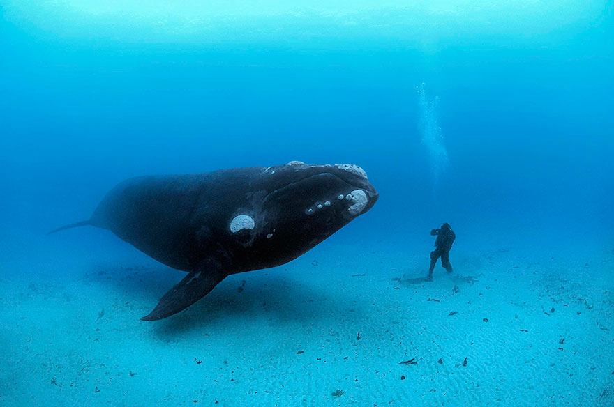 Whale And Man Meet