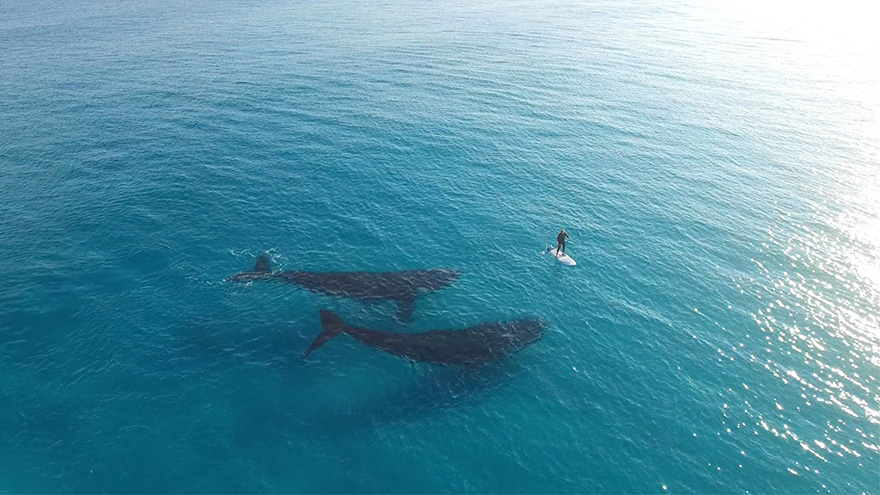 Paddle Boarding With Whales In Esperance, Western Australia