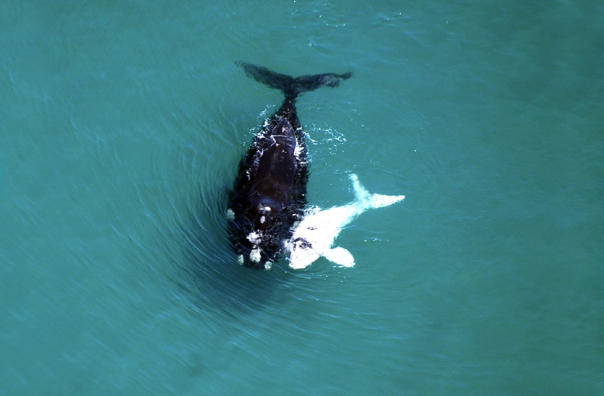 Mother Whale And Albino Calf
