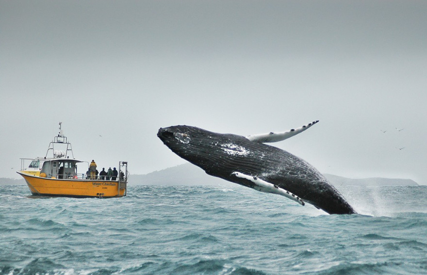Whale Watchers Look The Wrong Way