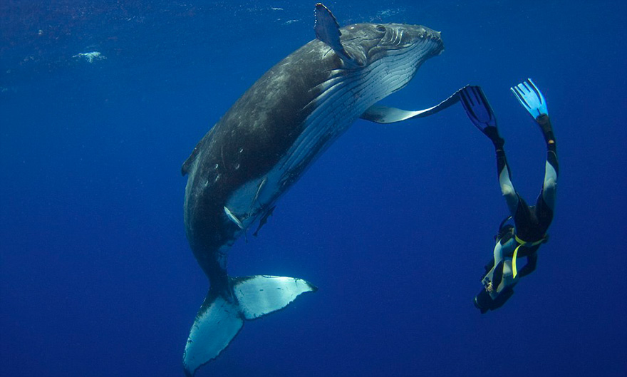 Humpback Whale Calf Dancing With Diver